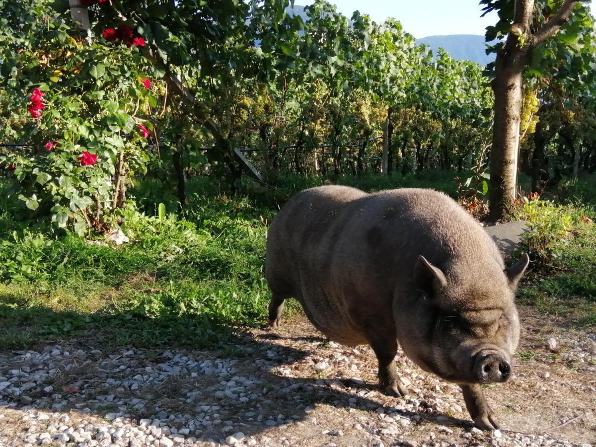Kerschbamerhof Im Sueden Suedtirols Cortaccia Εξωτερικό φωτογραφία