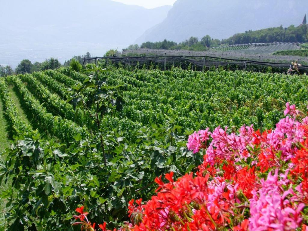 Kerschbamerhof Im Sueden Suedtirols Cortaccia Εξωτερικό φωτογραφία