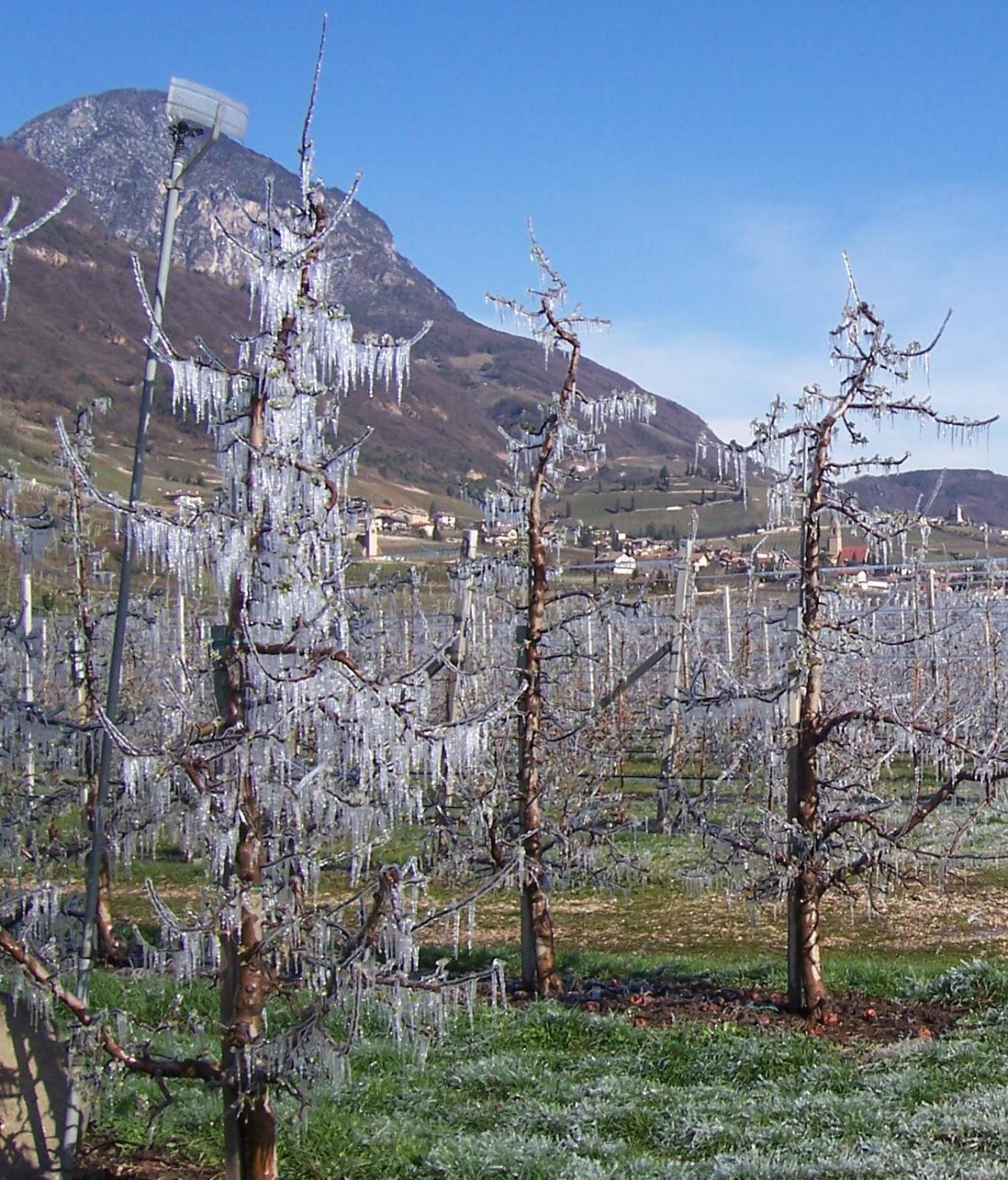 Kerschbamerhof Im Sueden Suedtirols Cortaccia Εξωτερικό φωτογραφία
