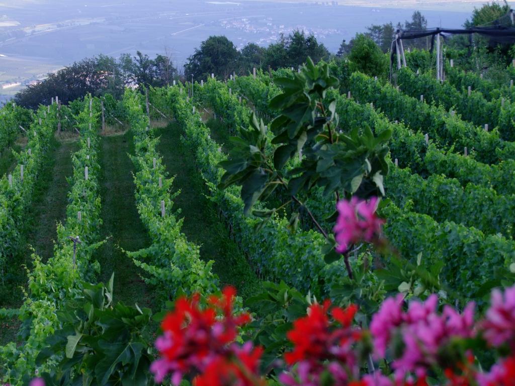 Kerschbamerhof Im Sueden Suedtirols Cortaccia Εξωτερικό φωτογραφία