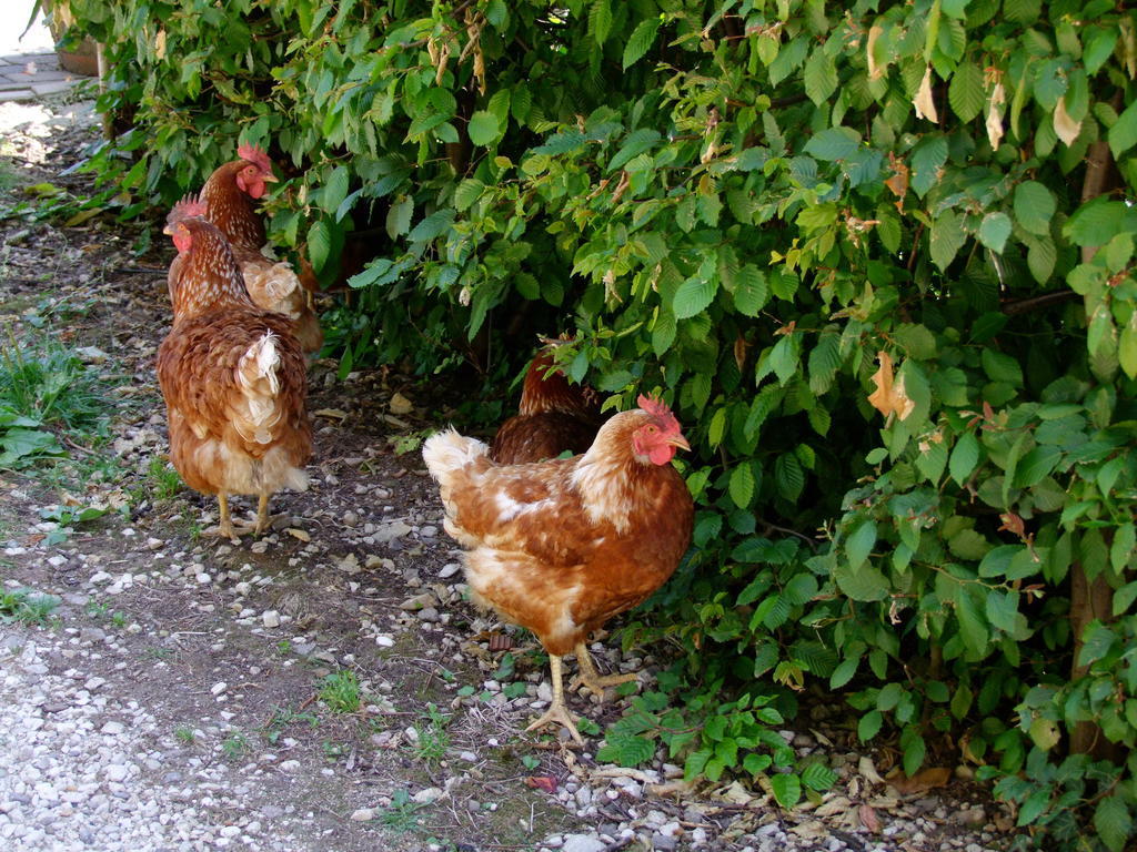 Kerschbamerhof Im Sueden Suedtirols Cortaccia Εξωτερικό φωτογραφία