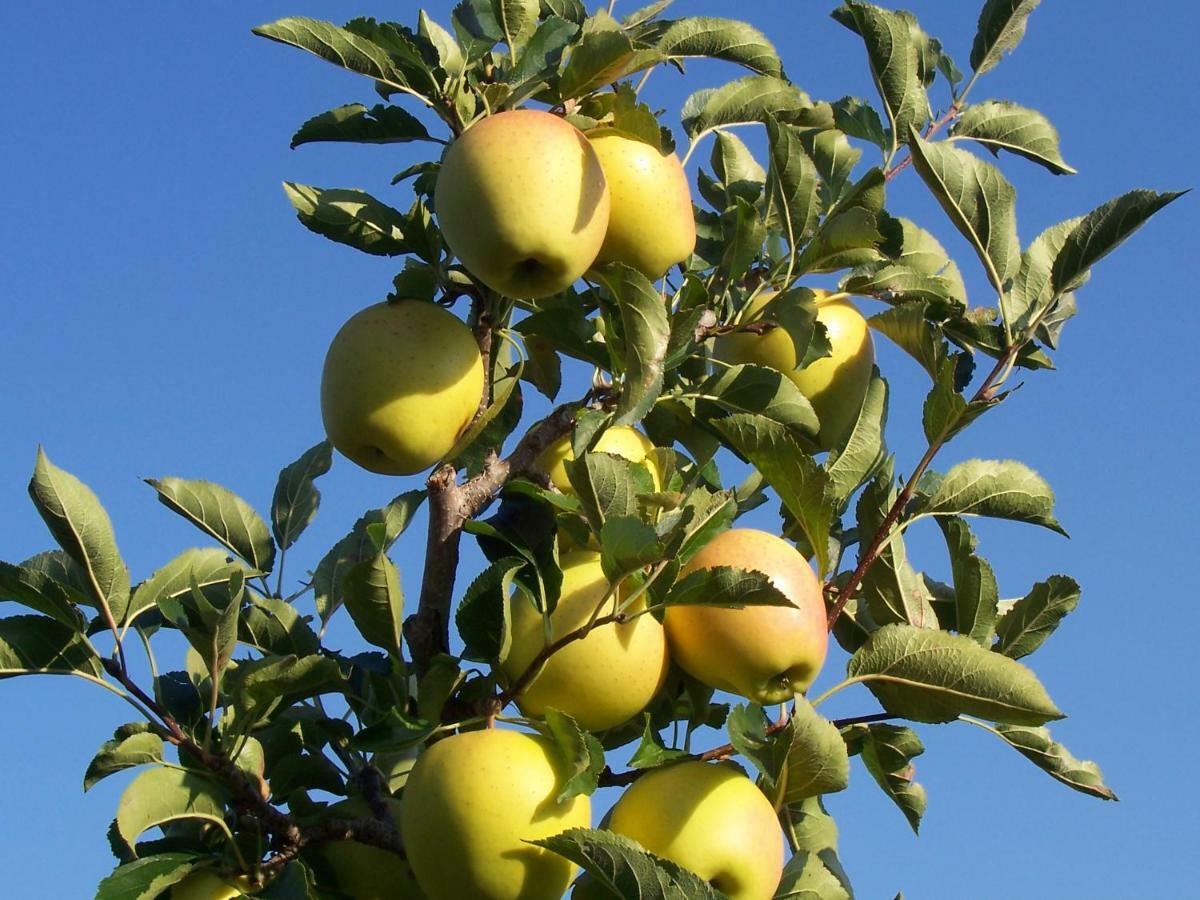 Kerschbamerhof Im Sueden Suedtirols Cortaccia Εξωτερικό φωτογραφία